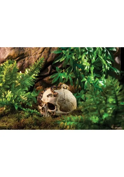 Decoración Acuario Exo Terra Primate Skull