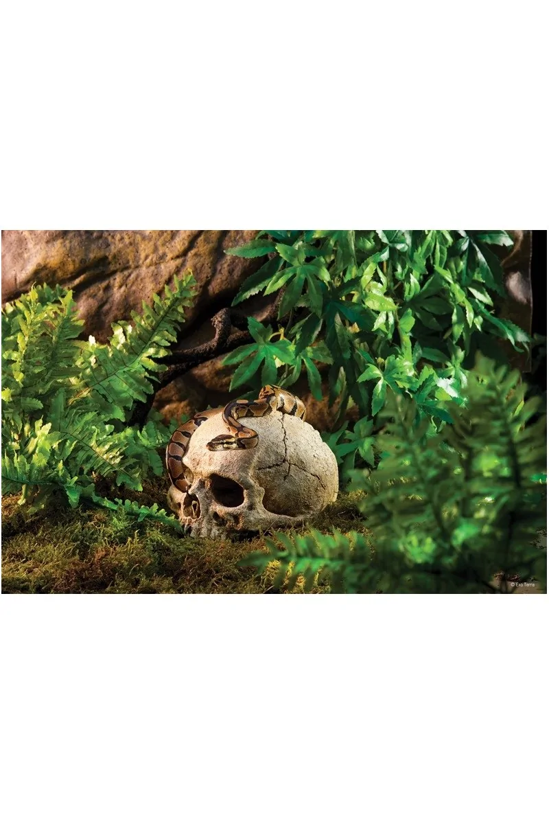 Decoración Acuario Exo Terra Primate Skull