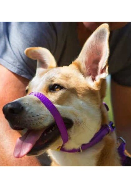 Collares Perro  Collar Canny Dog Color Púrpura T-5