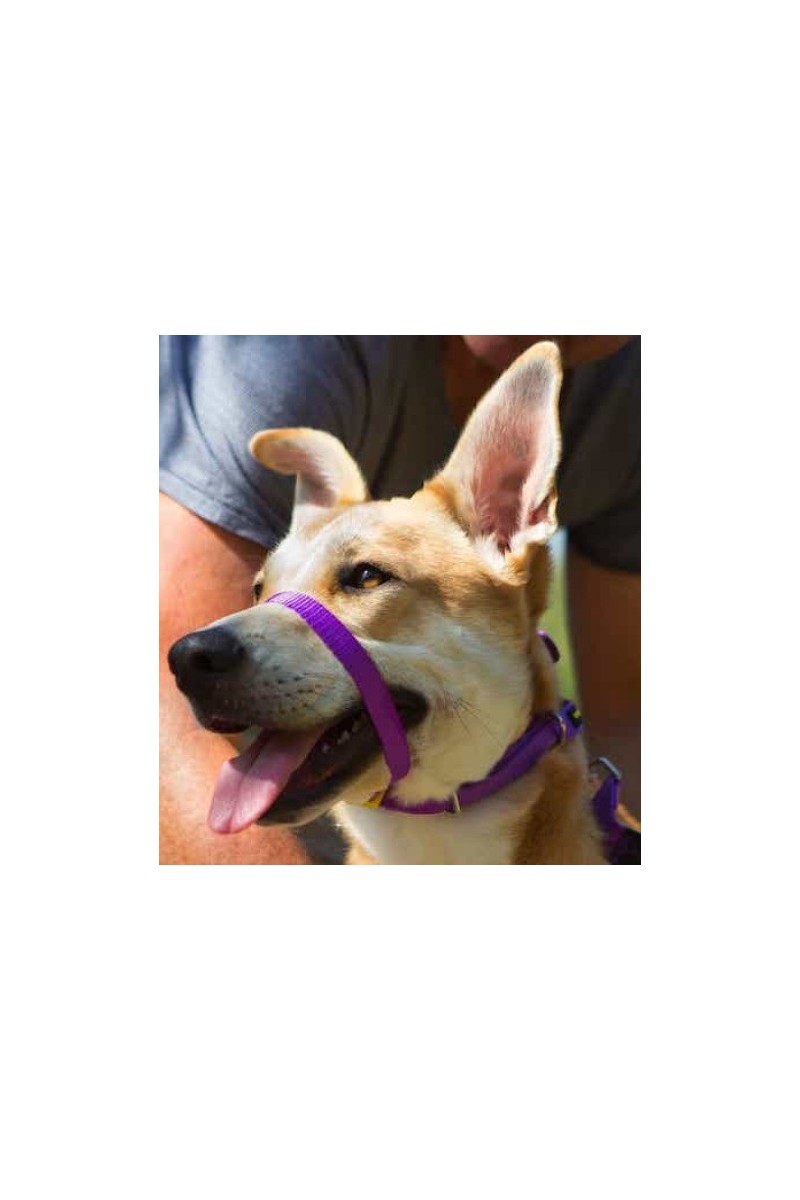 Collares Perro  Collar Canny Dog Color Púrpura T-5
