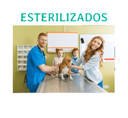 comida gatyos y perros esterilizados